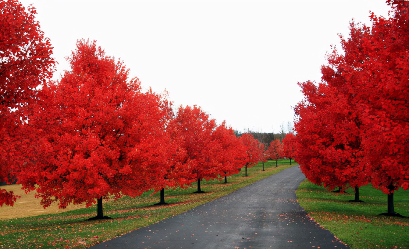 最有前景的5大苗木,彩色苗木有哪些品种