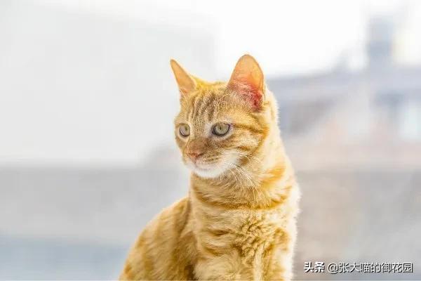 猫咪可以破坏纱窗么,猫咪总喜欢抓床垫