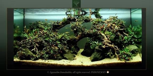 卡佩特k5辣椒榕为什么这么贵,辣椒榕k5为什么贵