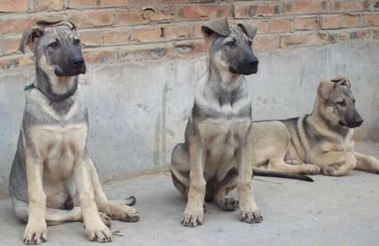 狼青犬是不是土狗的一种,狼青犬的特点是什么