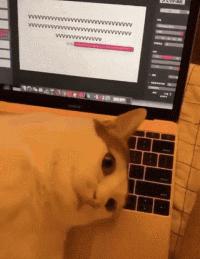 搞笑gif表面稳中带皮实则慌中带急,搞笑gif这才是真正的飙车王者