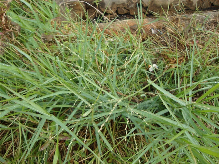 铺地黍草,铺地黍对治疗高血压有效吗