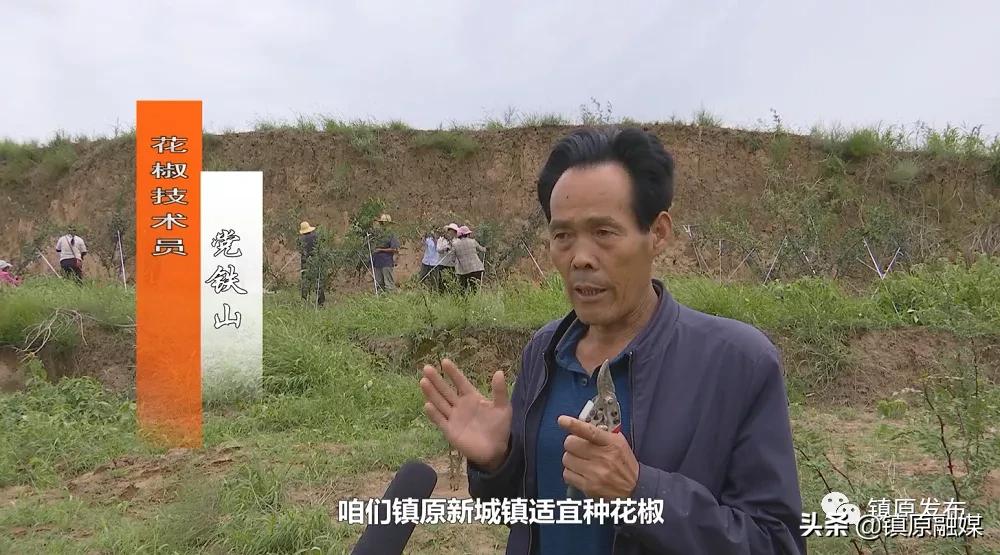 襄汾花椒映红致富路,陇南武都小康路上花椒红