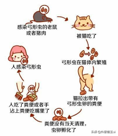 猫怎么预防弓形虫病,关于宝宝和猫猫弓形虫的困惑