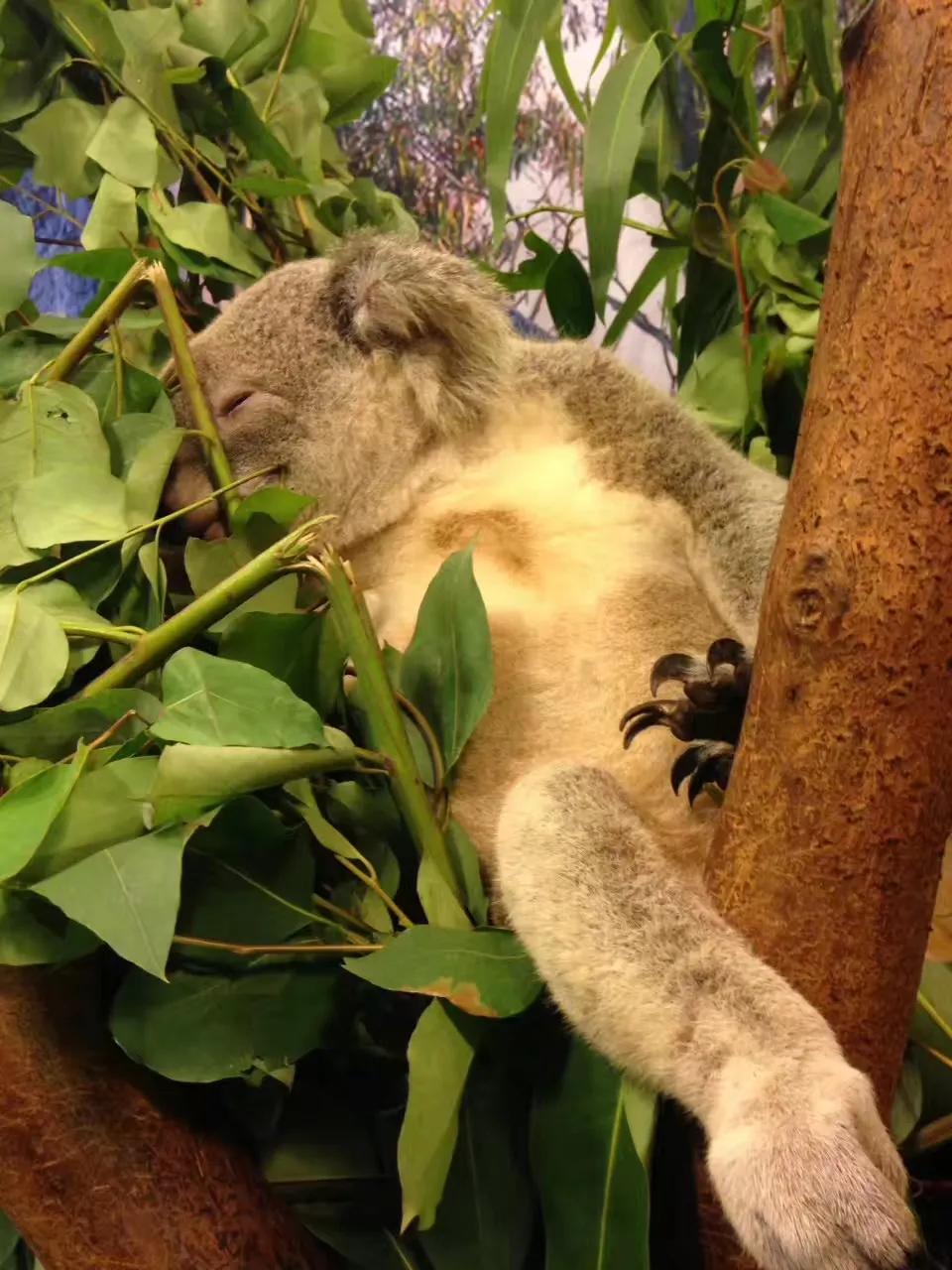 广州长隆野生动物园最全游玩攻略,长隆野生动物园游玩攻略