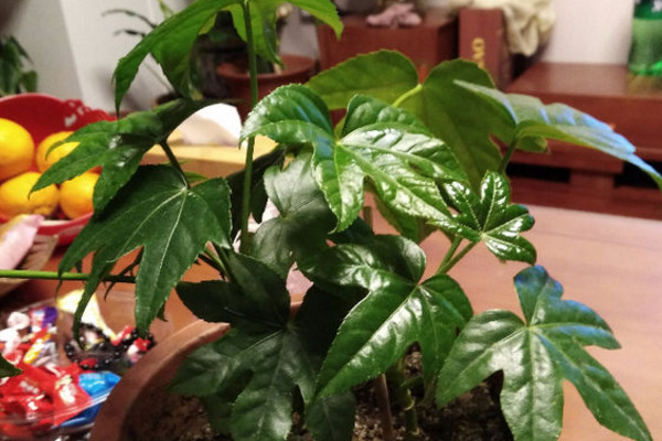 八角金盘有毒吗视频,八角金盘有毒吗可以在室内养吗