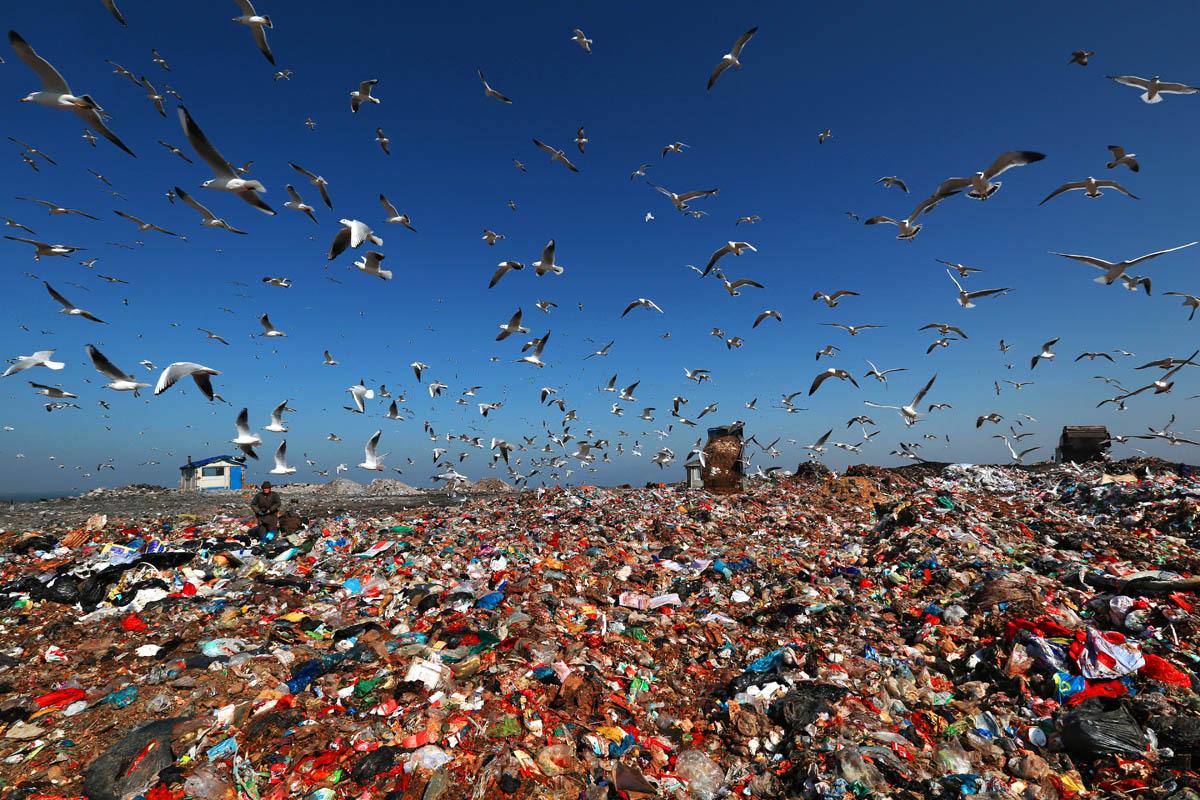 牛的胃竟然能分解塑料？世界难题就这样迎刃而解了吗？