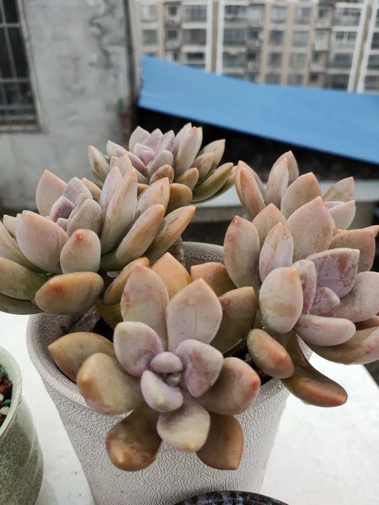 疫情期间在家欣赏多肉,疫情期间被多肉治愈