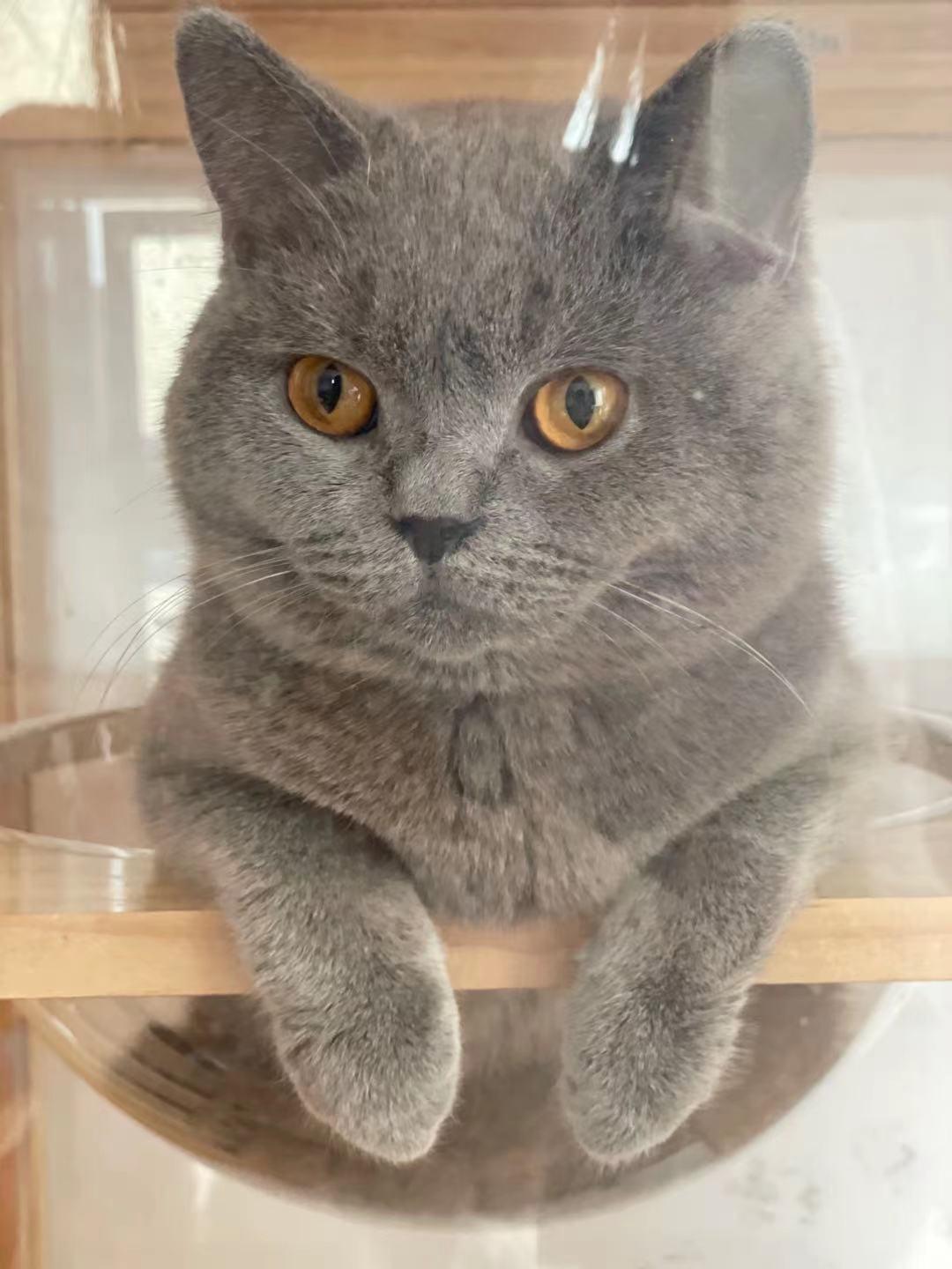 猫咪额头鼓起来软软的怎么回事,猫咪额头红怎么回事