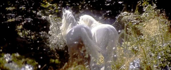 传说中的独角兽是否存在过 (独角兽真实存在的证据)