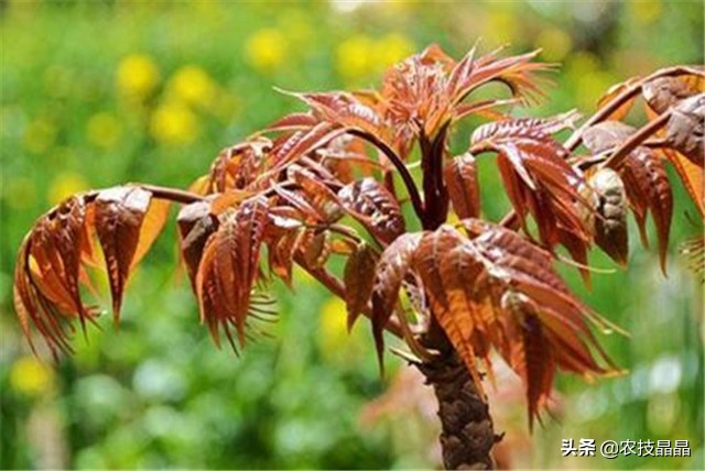 绿香椿红香椿哪个更适合阳台种植,巴山红香椿种植技术视频