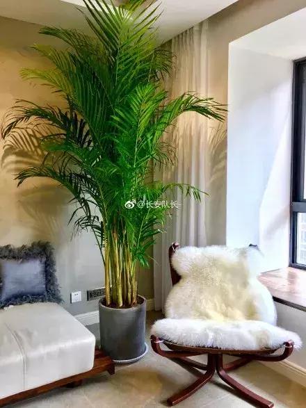 什么花吸甲醛油烟,能吸甲醛油烟的20种植物家家必养