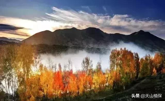 伟大的新疆,伟大的阿勒泰