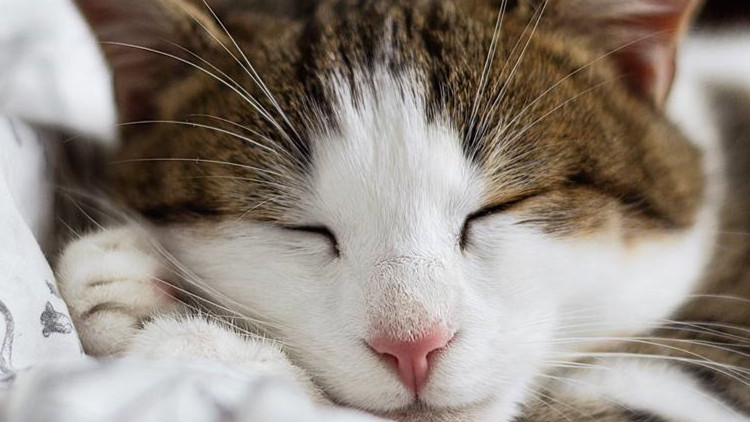 猫咪打完狂犬疫苗后拉稀拉血,猫咪冠状病毒拉稀带血