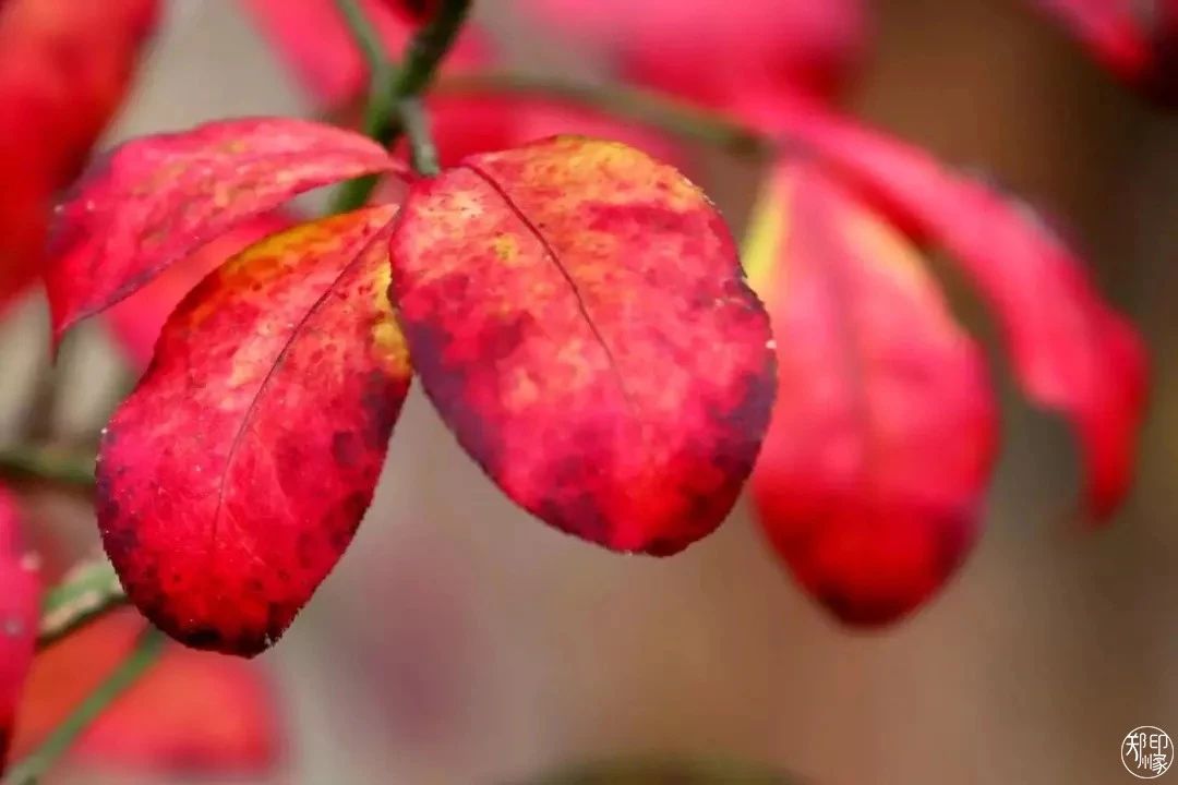 郑州漂亮的秋色风景,郑州的这些湖畔藏着最美的秋色