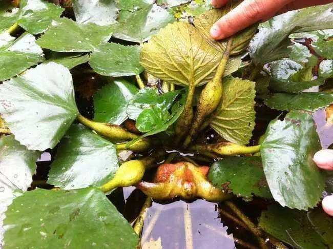 风波不信菱枝弱整首诗意思,风波不信菱枝弱全文