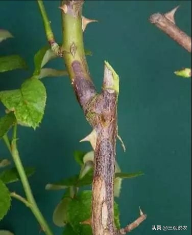 月季主枝病虫害,月季枝枯病治疗视频