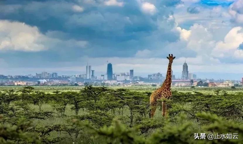 吃长颈鹿治艾滋病?为保护谣言下的生命他们建了家世界唯一的酒店