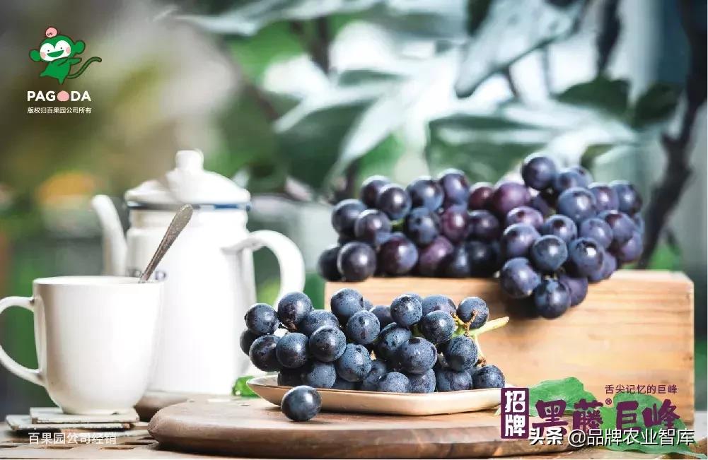 巨峰葡萄在中国的历史,巨峰葡萄谁引进