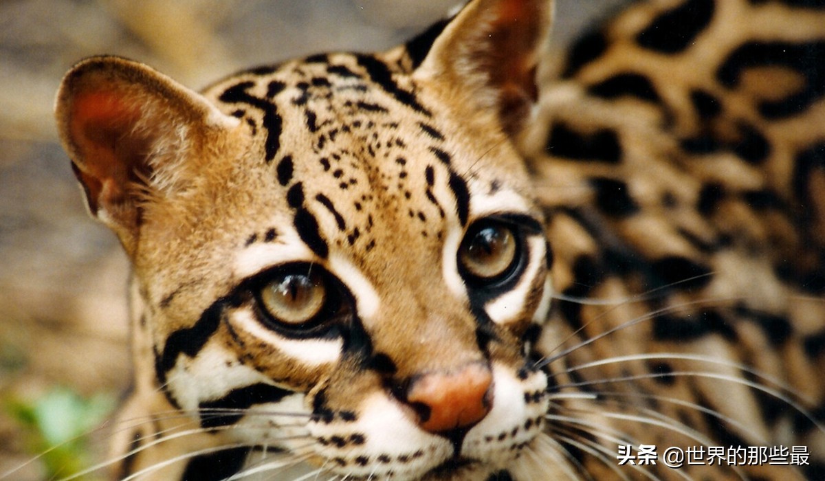 猫科猛兽动物,像虎一样的猫