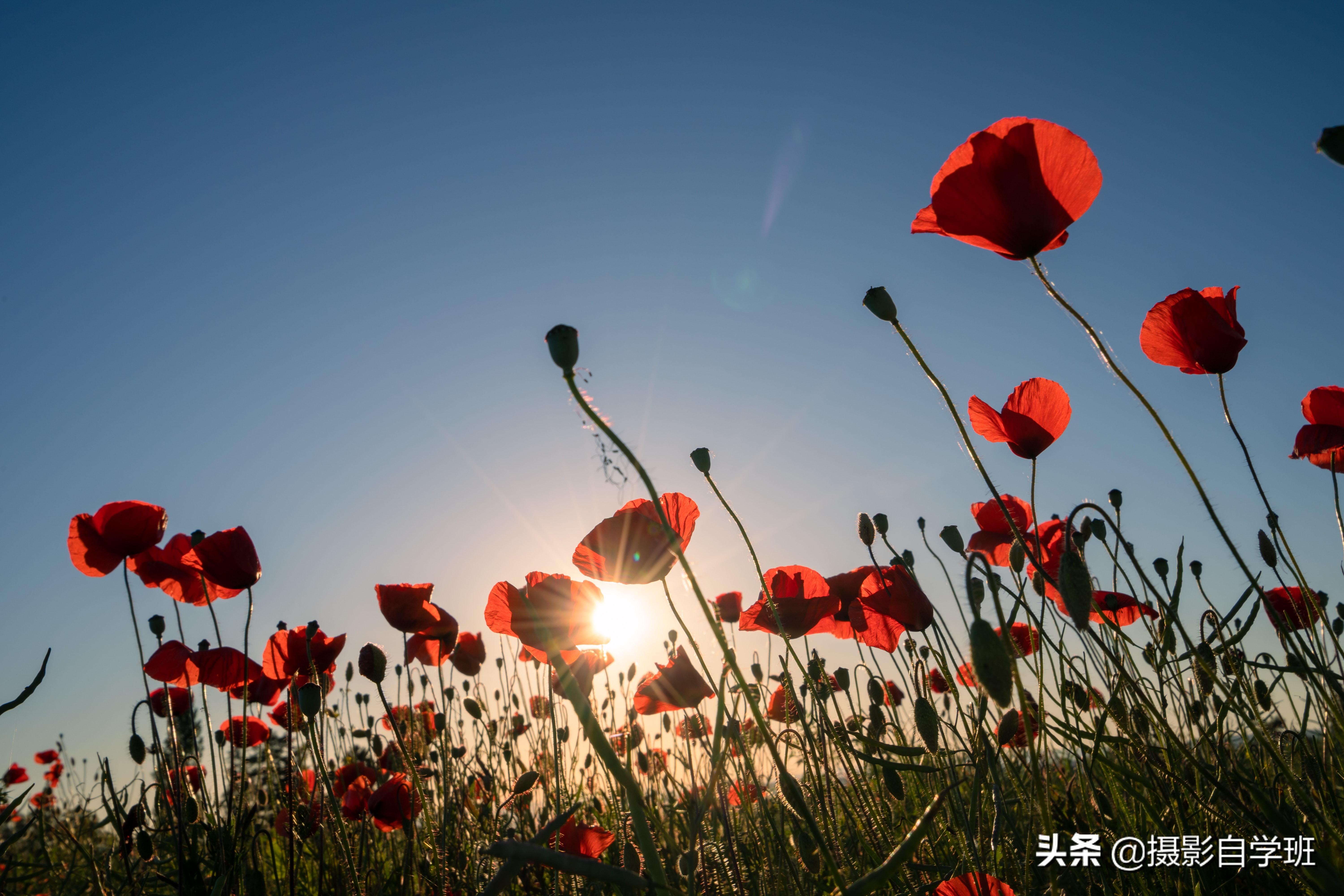 拍花朵怎么拍出来的又多又好看,怎样拍摄小花朵最好看
