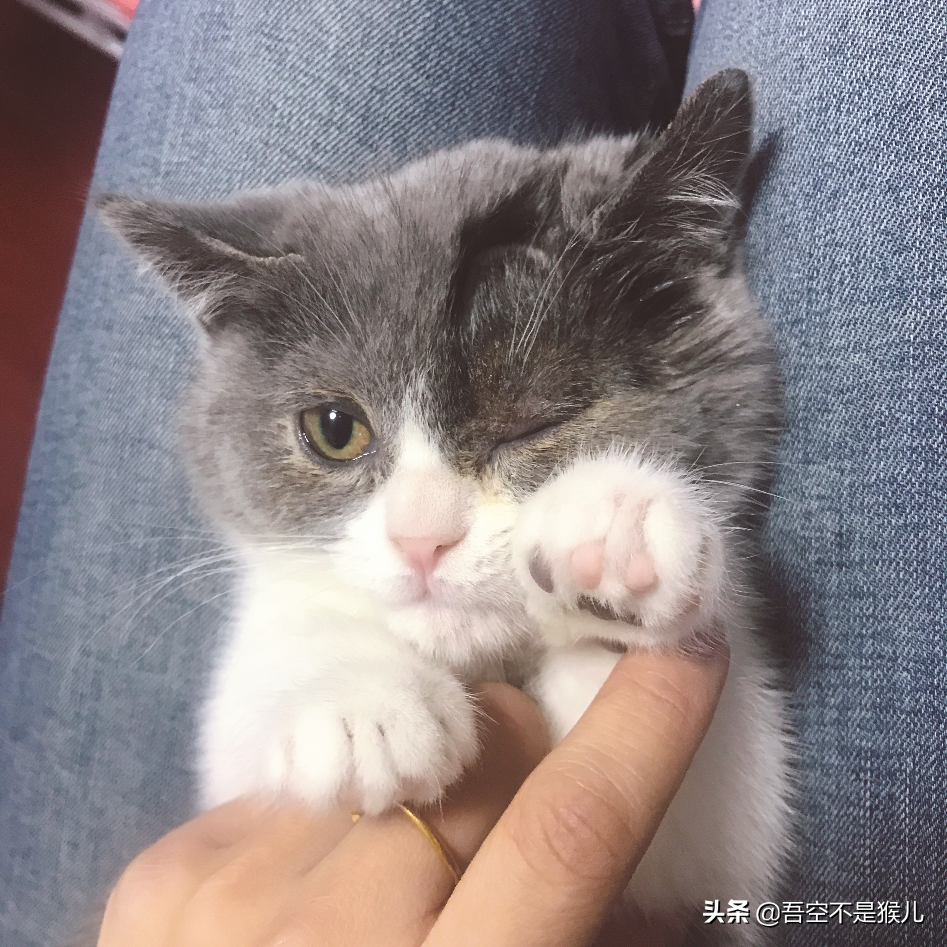 铲屎官害怕猫咪怎么办,铲屎官怕猫咬手指怎么办