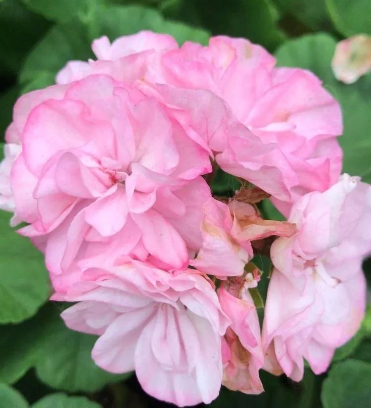 这种花别乱浇水水越多越不开花,这种花不怕冷好养易活