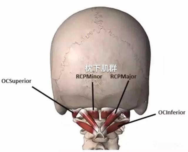 矫正颈部前伸最简单有效的方法,颈部前伸怎么矫正