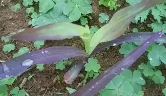 玉米发黄死苗用什么农药好,玉米苗死苗怎样防治