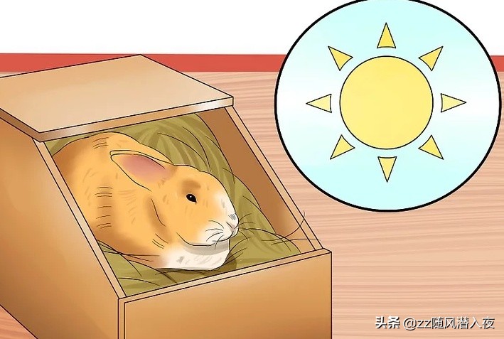 如何照顾怀孕的兔,初生兔子正确照顾方法