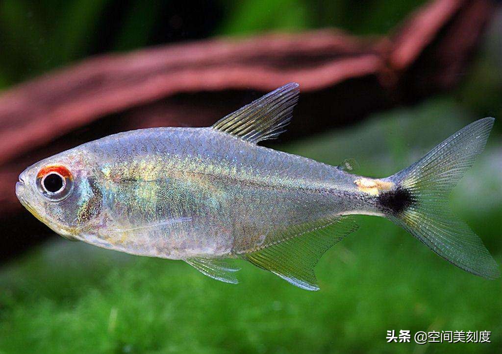 好养耐活的热带观赏鱼都有哪些,既好养又好看的热带观赏鱼