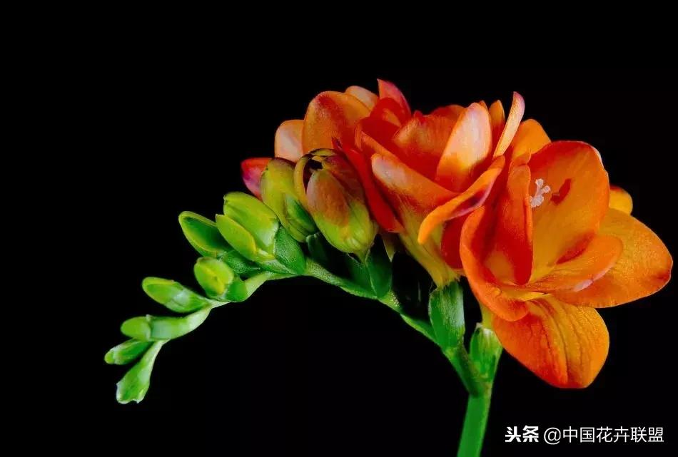 100种鲜花的花语樱花,100种不同花的花语