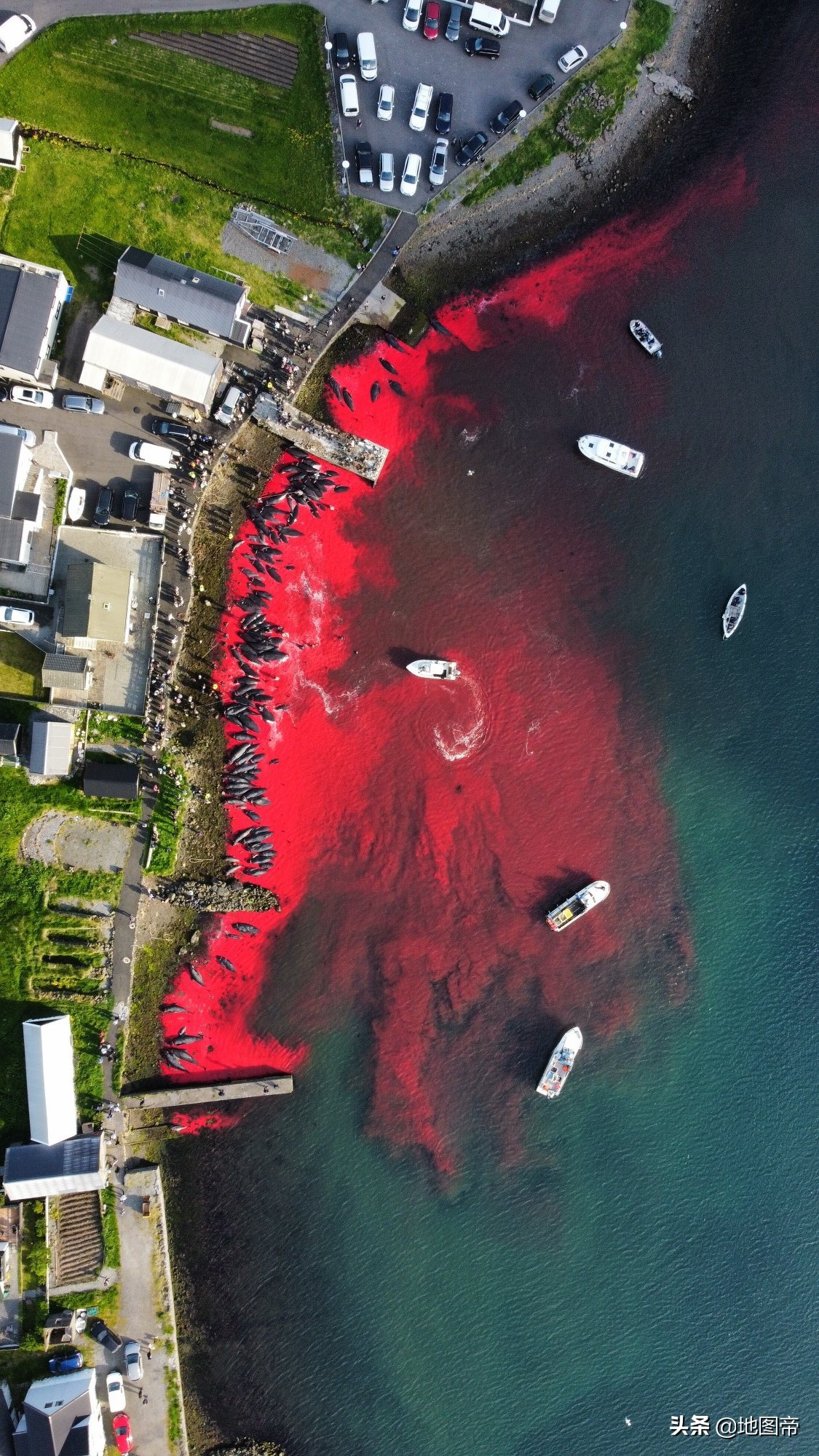 围杀领航鲸,血溅法罗群岛,丹麦不怕航拍吗?