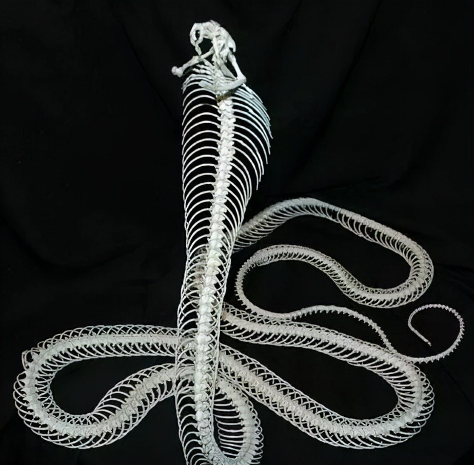 3米长眼镜王蛇爬进农户家中,2.4米眼镜王蛇闯入村民家纳凉