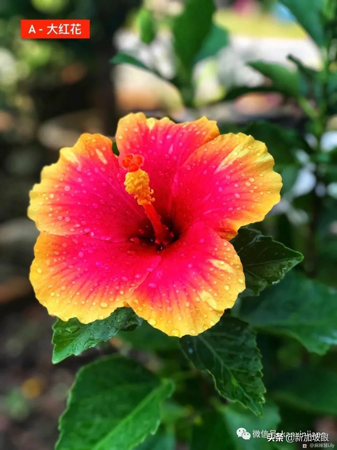 大红花和扶桑木槿有什么区别,木槿花和扶桑花哪个品种好