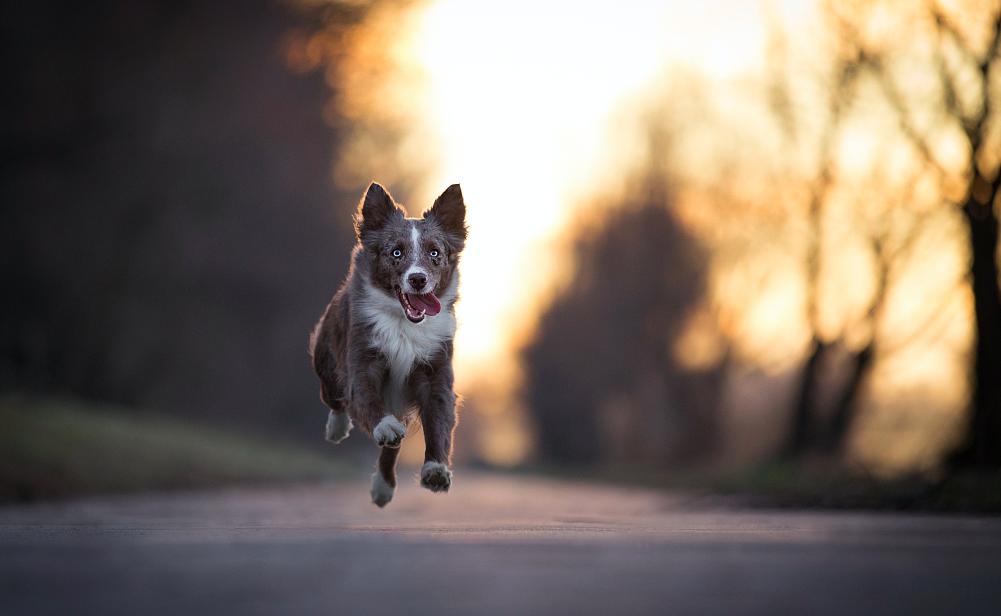 迷你澳牧犬好养吗,没有养过的人不懂养狗的快乐