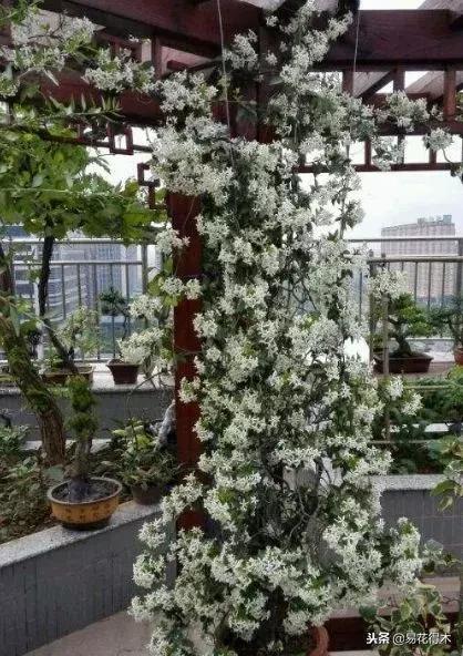 络石盆景的鉴赏与栽培养护