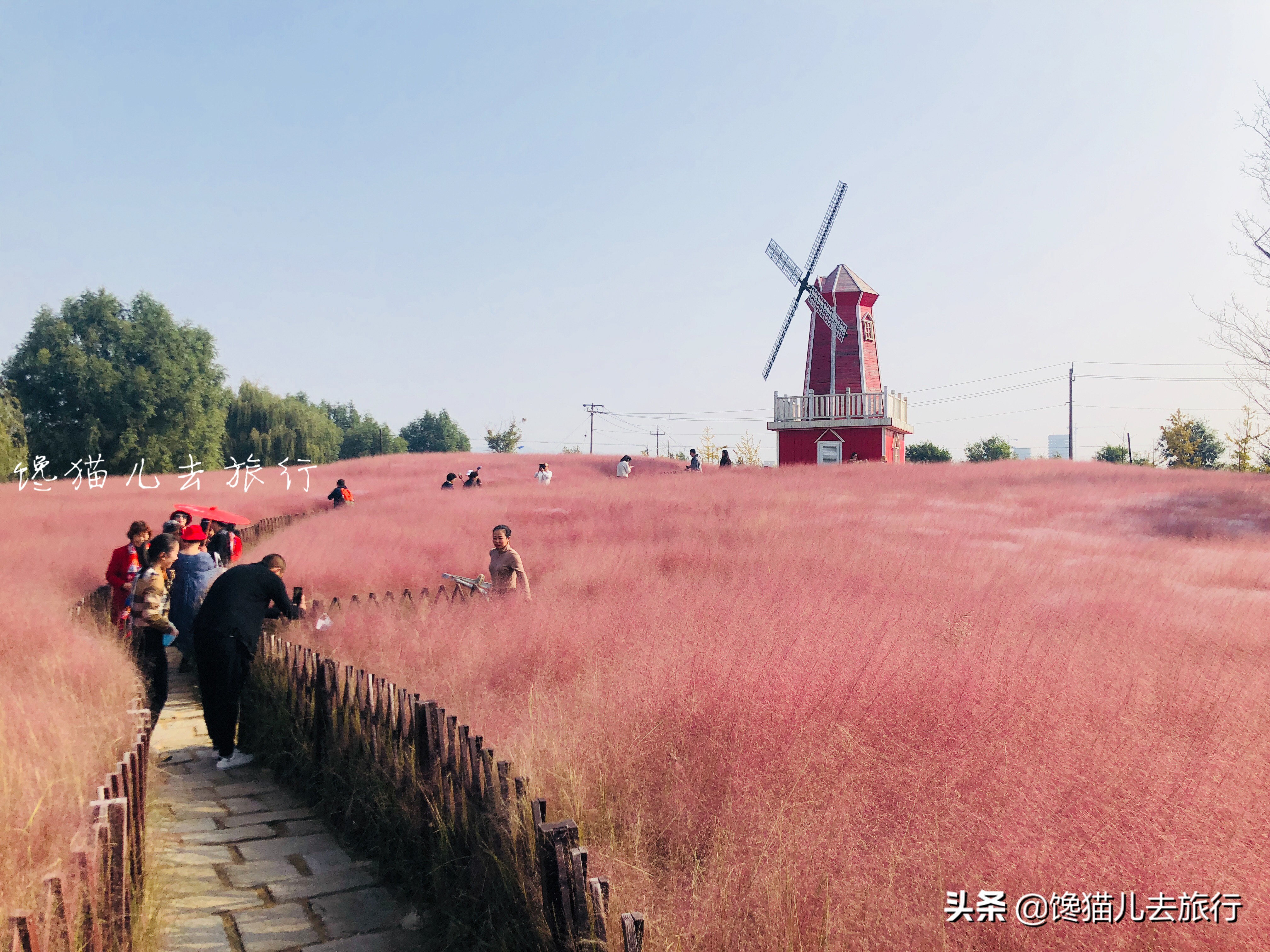 威海这种网红草，如何以一己之力，成为秋天里最受众人追捧的草？