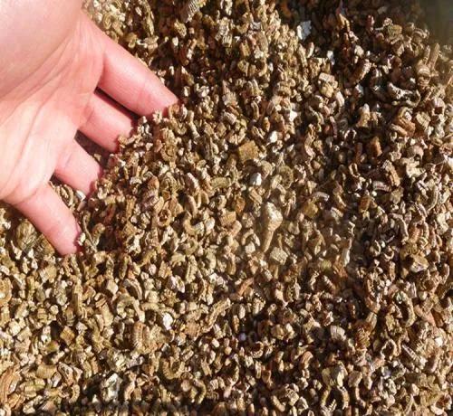 金钱树叶片扦插成活后怎么移栽,苗木扦插成活率高技巧