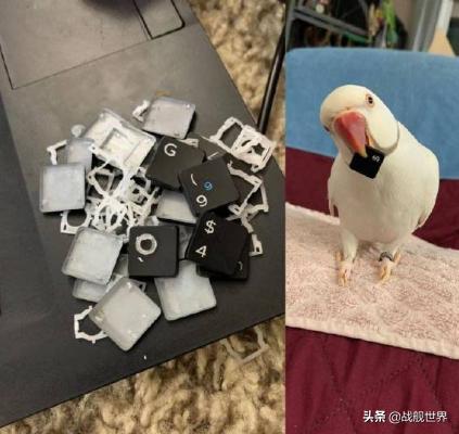 鸭类鸭类,鸭类品种大全