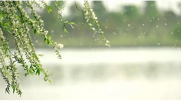 杨柳小古文全文,小古文欣赏杨柳