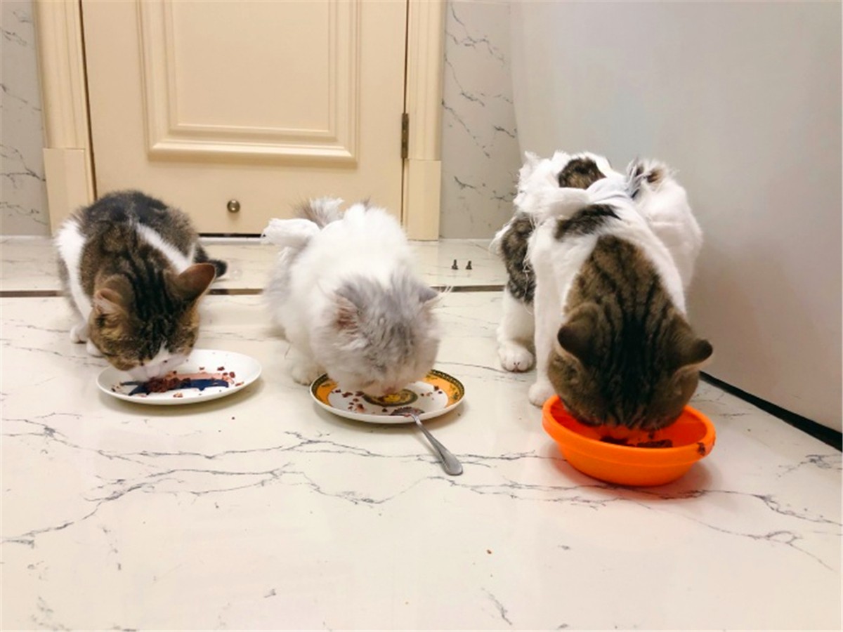 猫咪疫苗去宠物医院打靠谱吗,打疫苗辟谣