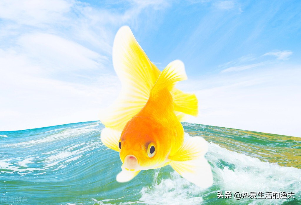 金鱼刚入缸需要一直打氧气吗,金鱼不带氧气泵可以养活吗