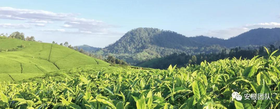 肯尼亚红茶的优缺点,茶人喝金骏眉好吗