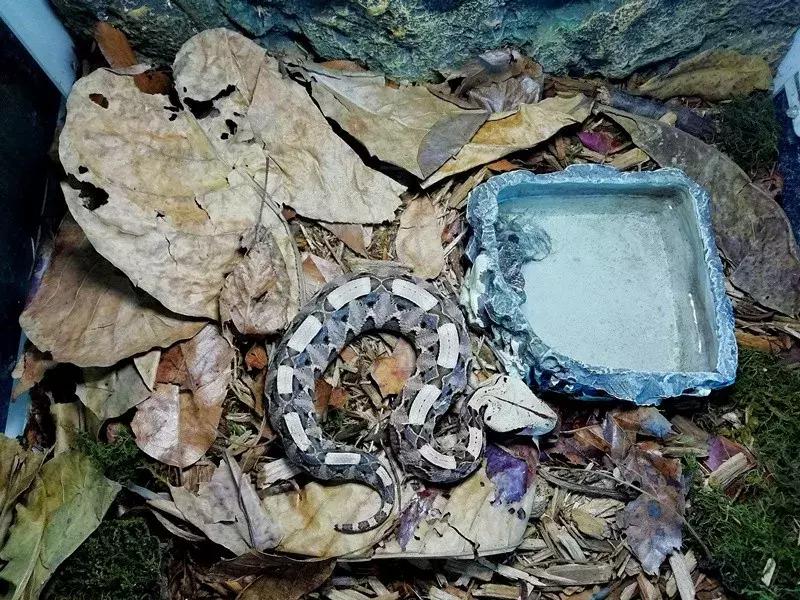 蛇类是怎么过冬的,饲养蛇类的方法是什么