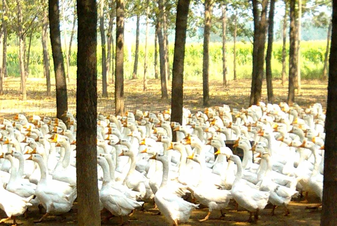 莱阳特产大全莱阳梨,莱阳特产名吃