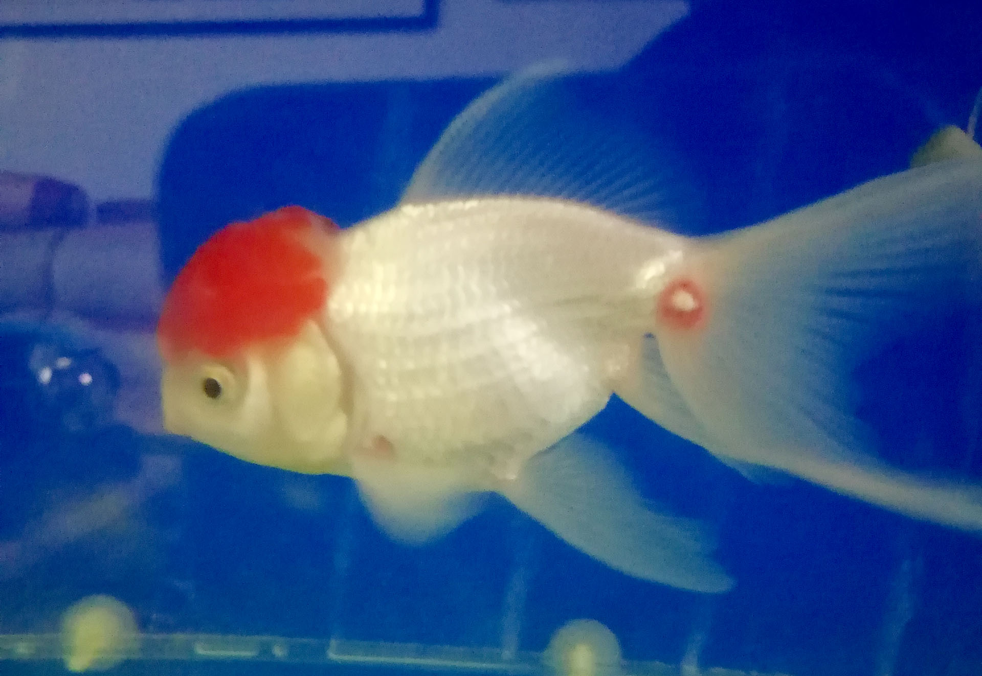 过滤太吵影响鱼吗,过滤器声音大对龟有影响吗