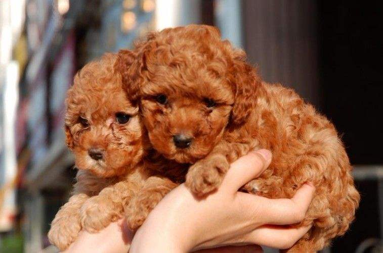 怎样挑选好的泰迪犬,挑选泰迪犬的小技巧有哪些