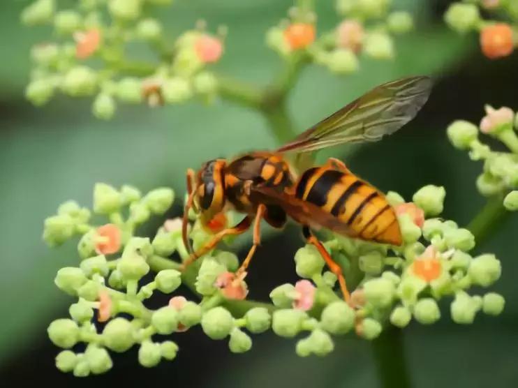 被野蜂蛰了叫什么蜂,被蜜蜂蛰了一下你猜是什么蜂