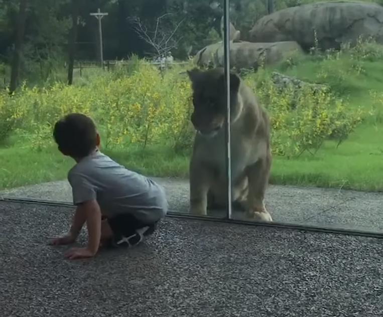 狮子为了救孩子从动物园跑出来,动物园狮子隔着玻璃扑人